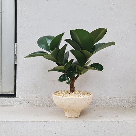 Ficus Elastica In Husk II