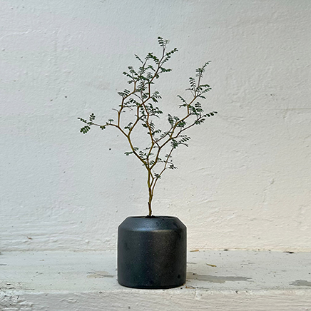 Sophora Prostrata in black pot