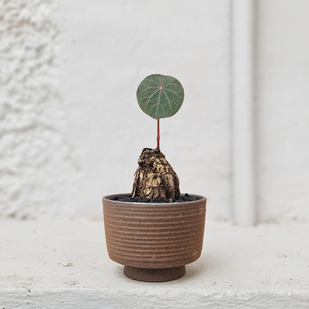 Stephania Nova in Brown pot