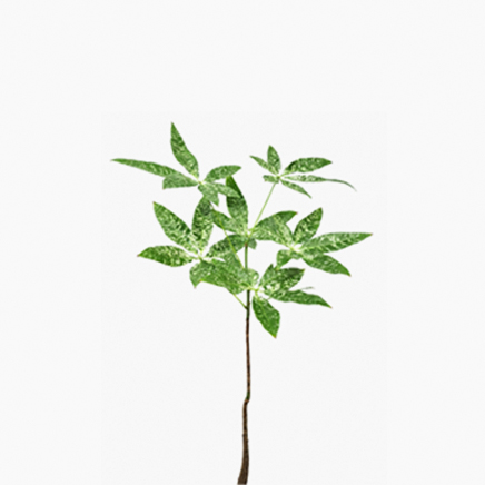 Pachira Milky Way (M)