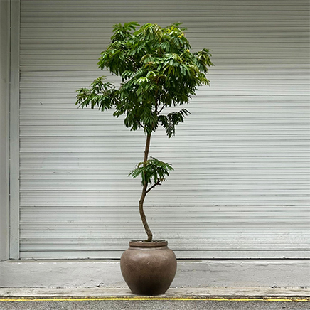 Everfresh in Tyson D43