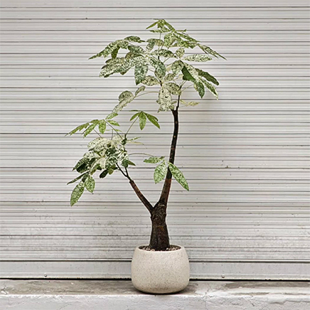 Pachira Milky Way in Beck Round