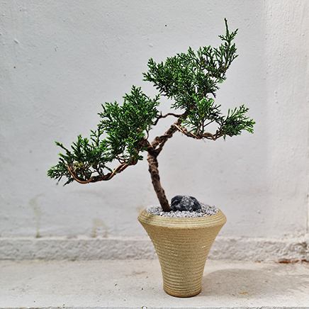 Juniper in Yuui