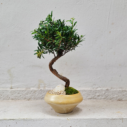 Boxwood in Nic Yellow type 2