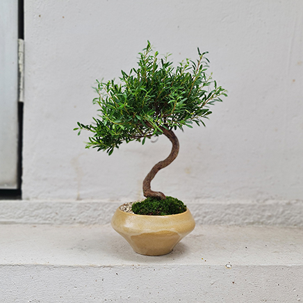 Boxwood in Nic Yellow type 1