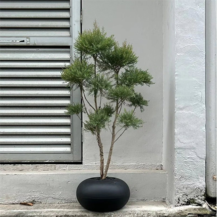 Tea Tree in Donut Black 23