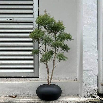 Tea Tree in Donut Black 23