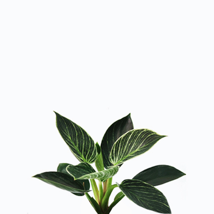 Philodendron Birkin
