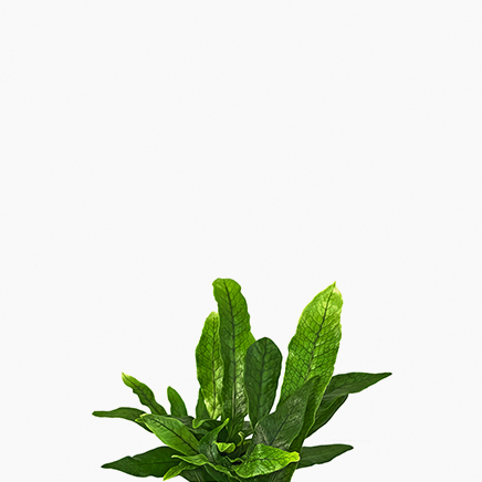 Crocodile Ferns (Microsorum musifolium)