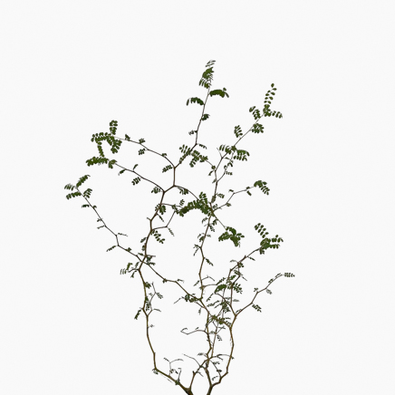 Sophora Prostrata