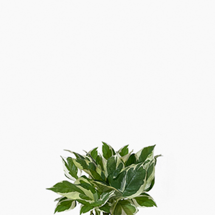 Pothos N'Joy