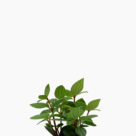 Peperomia Puteolata