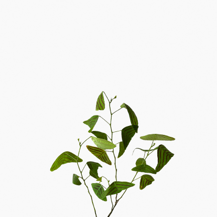 Christia Obcordata, Swallow Tail