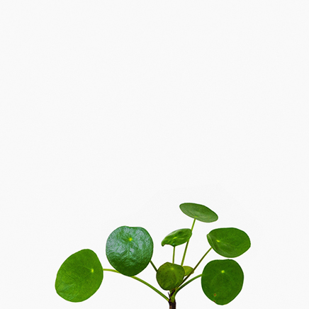 Pilea Peperomioides