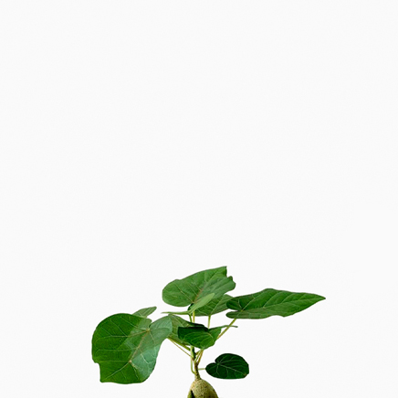 Ficus Petiolaris (Japan)