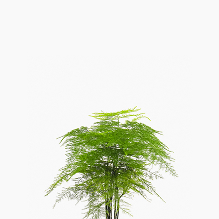 Asparagus Fern, Asparagus Setaceus (S)