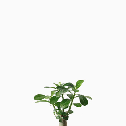 Adenium, Desert Rose (Type 02)
