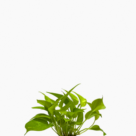 Neon Pothos