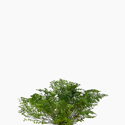 Maidenhair Fern