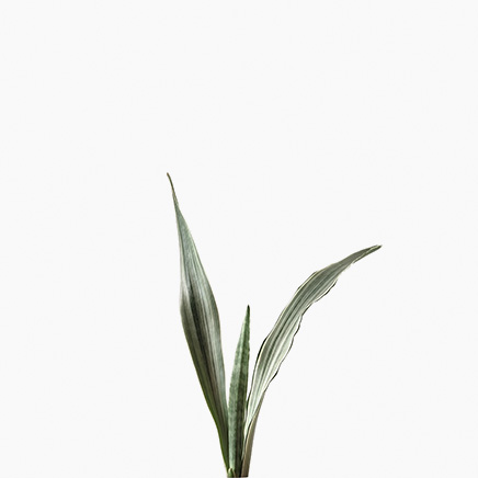 Sansevieria Siam Silver