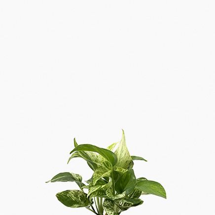 Marble Queen Pothos