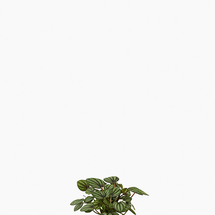 Peperomia Piccolo Banda