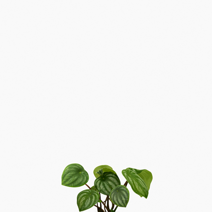 Peperomia Watermelon
