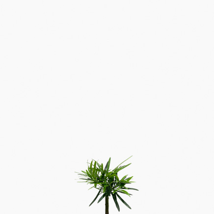 Podocarpus