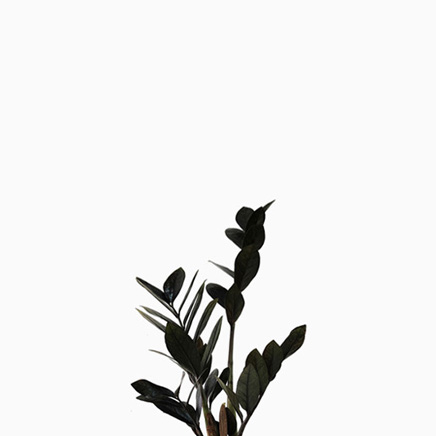Zamioculcas Zamiifolia Raven