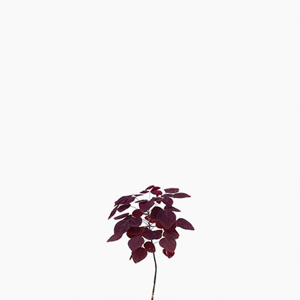 Oxalis Hedysaroides