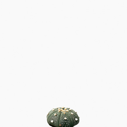 Astrophytum Asterias