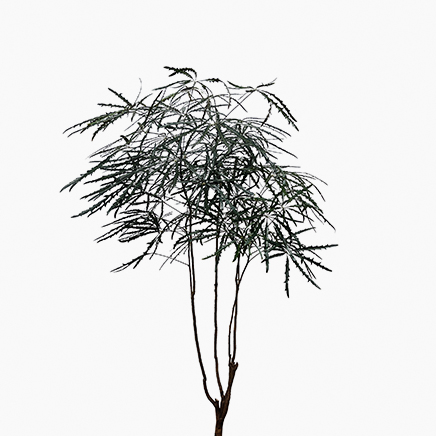 Schefflera Elegantissima