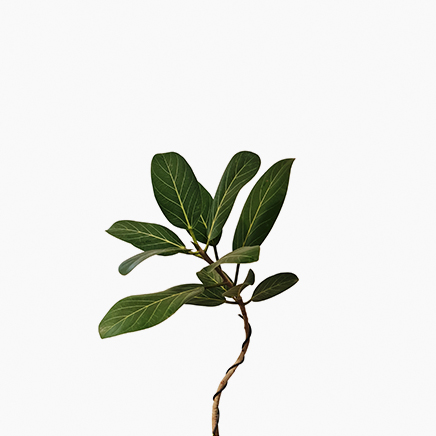 Ficus Audrey (M) S Shape