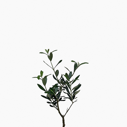 Olive Tree