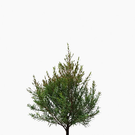 Melaleuca Linariifolia, Tea Tree