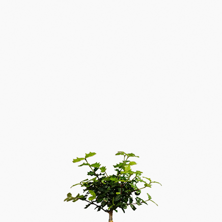 Chinese Holly