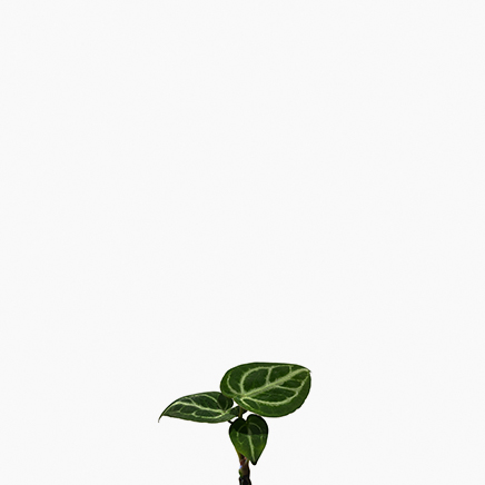 Anthurium Silver Blush