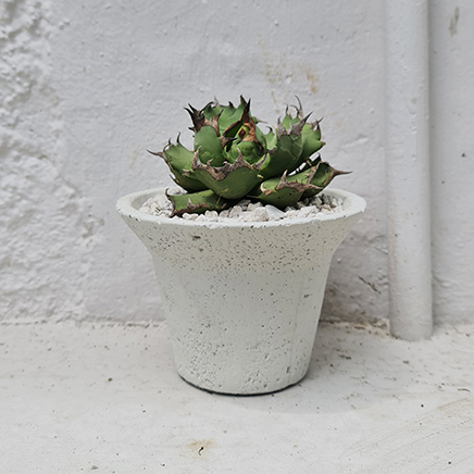 Agave Titanota in Tyra