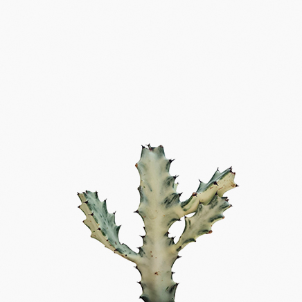 White Ghost Cactus (S)