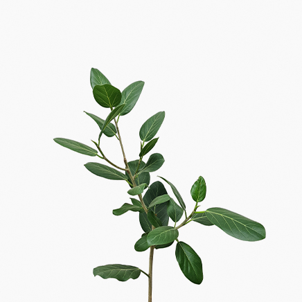 Ficus Audrey (L)