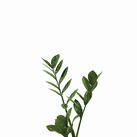 Zamioculcas Zamiifolia (S)