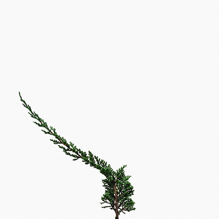 Sleeping Pine