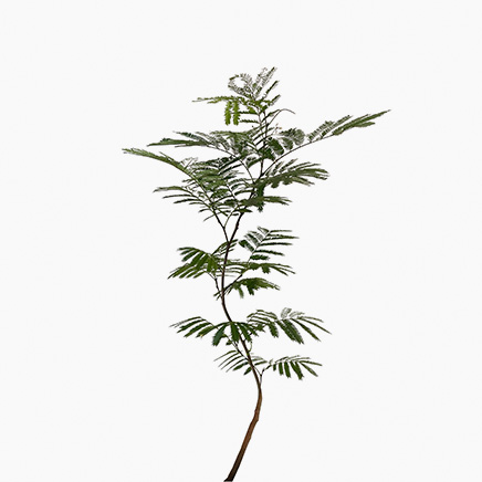 Everfresh Tree (S), Wired