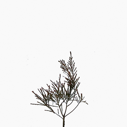 Leptospermum liversidgei