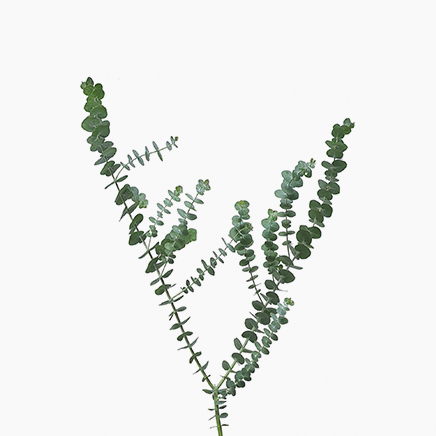 Eucalyptus Gunnii