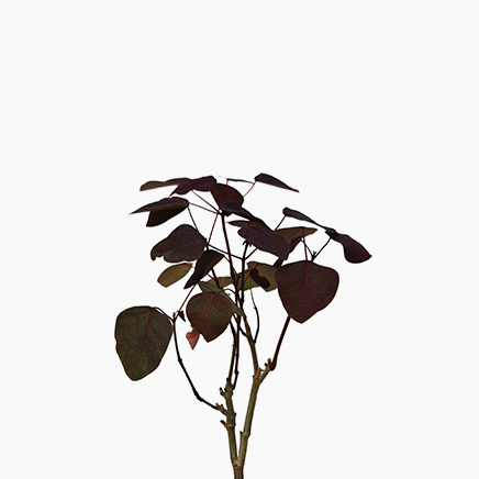 Euphorbia Cotinifolia (Choco Leaf)