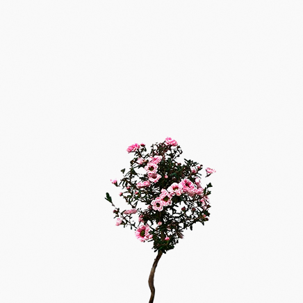 Tea Tree, Leptospermum Sieboldii