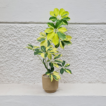 Variegated Schefflera in Seth