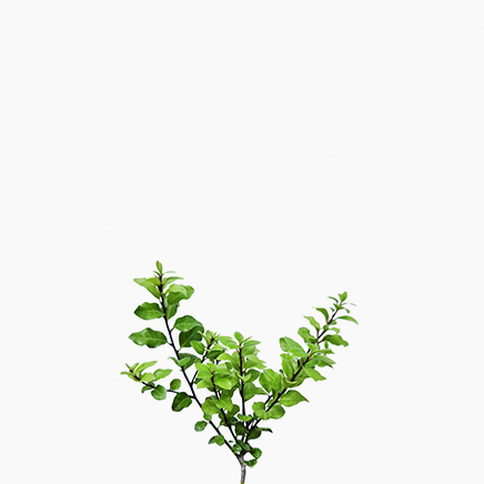 Pittosporum Tenuifolium 'Elfin'