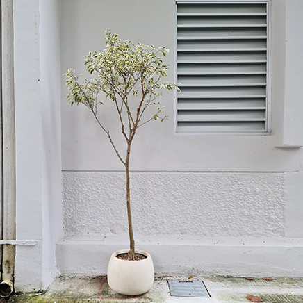 Ficus Starlight in Beck Round